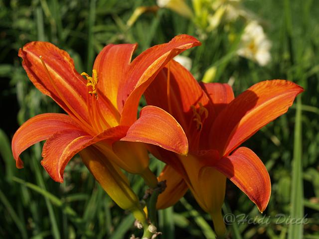 Hemerocallis Bruno Müller.JPG